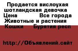 Продается вислоухая шотландская девочка › Цена ­ 8 500 - Все города Животные и растения » Кошки   . Бурятия респ.